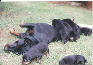 Puppies and mother