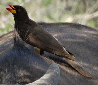 Yellow-billed Oxpecker on a young buffalo