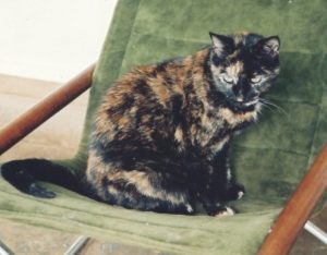 Katy Cat