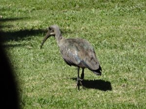 A hadeda ibis striding across our lawn.