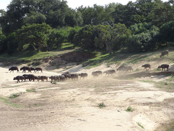 Africam Buffalo