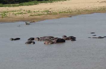 Closer view of the hippos