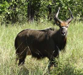 Nyala bull (May 2014)