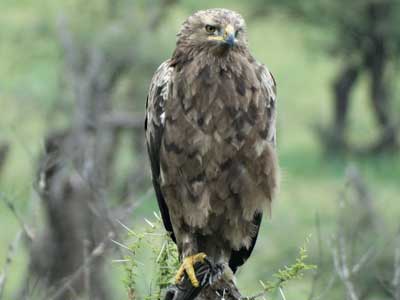 Front view of immature Tawny Eagle