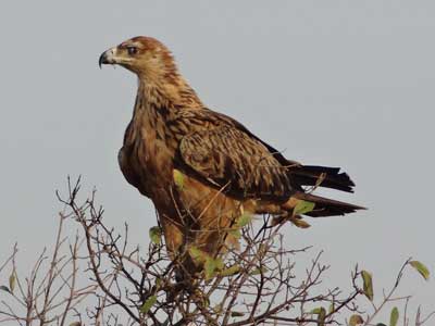 Mature Tawny Eagle seen in the south