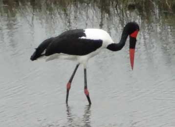 Saddle-bill Stork fishing in the river.