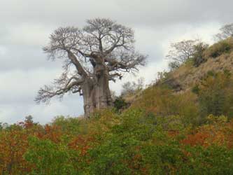 A close-up of the baobab, now bare of foliage.