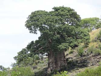 The Bowkerskop baobab in summer.