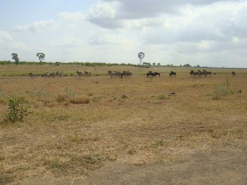 The trough, the marsh and the windmill seen facing north. 