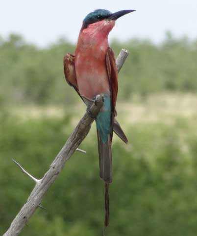 Carmine Bee-eater seen near Bowkerskop