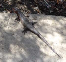 Rough-scaled Plated Lizard