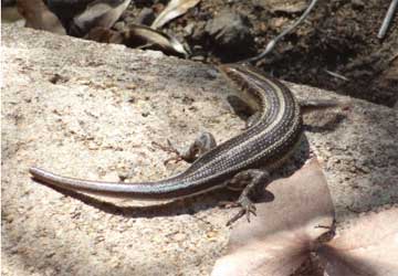 Striped Skink