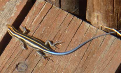 Rainbow Skink seen at the Pioneer Hide. The tail is bright blue, looking as though it has been dipped in a tin of paint!