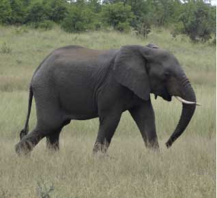 Elephant