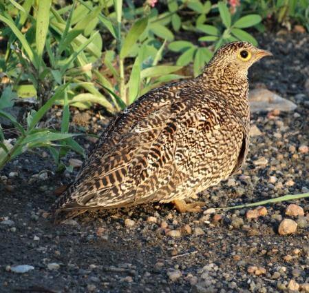 Sand Grouse