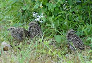 Crested Francolin chicks above  with Mom or Dad to the left.