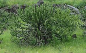 Euphorbia - the Candelabra Cactus Tree.  The milky sap is very toxic.