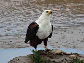 Fish Eagle with breakfast!