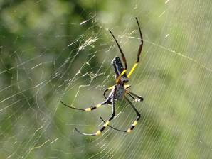 Golden Orb Spider from above.