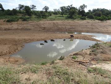 Buffalo in one of the many pools in the Mphongolo.