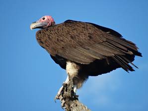 Lappet-faced Vulture