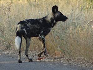 African Wild Dog or Painted Wolf
