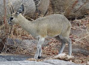 Klipspringer ram