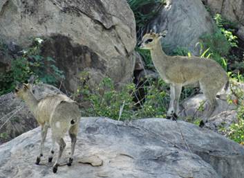 Daddy Klipspringer with his lamb