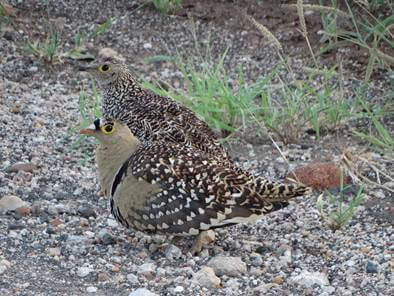 Mr Sand Grouse is in front.