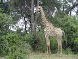 Giraffe