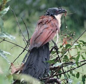 Drenched Burchell’s Coucal with drenched breakfast!