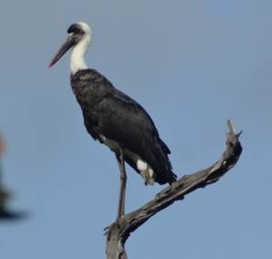 Woolly-necked Stork